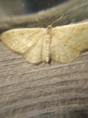 Idaea deversaria