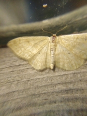 Idaea deversaria