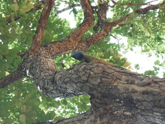 Acanthocercus atricollis