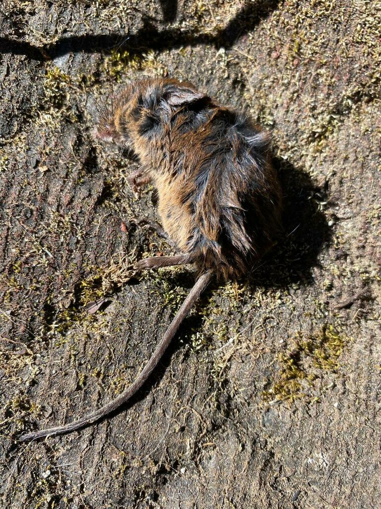 Long-tailed Singing Mouse