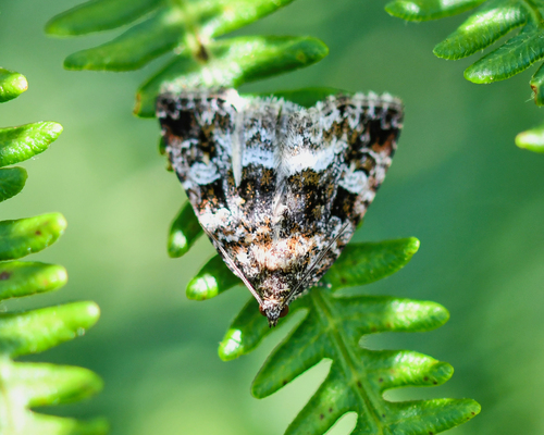 Marbled White-spot photo 6