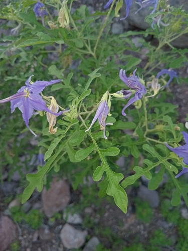 Sierra Madre nightshade