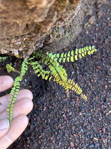 Asplenium densum observed 2024-08-26