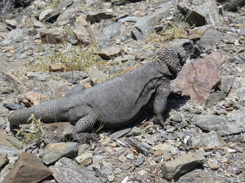 Black Chuckwalla