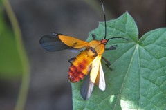 Oncopeltus varicolor