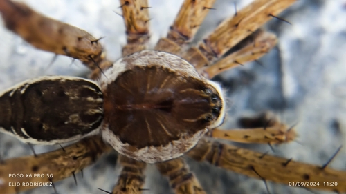 Dolomedes holti