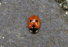 Coccinella quinquepunctata