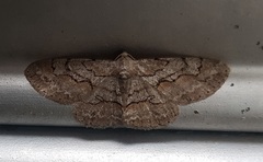 Iridopsis vellivolata