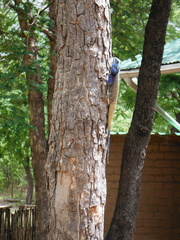 Acanthocercus atricollis
