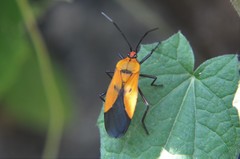 Oncopeltus varicolor