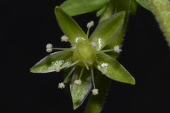 Arenaria reptans