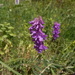 Vicia incana - Photo (c) Claudio Flamigni, some rights reserved (CC BY-NC), uploaded by Claudio Flamigni