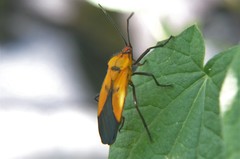 Oncopeltus varicolor