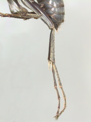 Calopompilus irritabilis