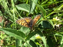 Melitaea celadussa