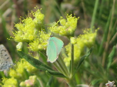 Callophrys affinis