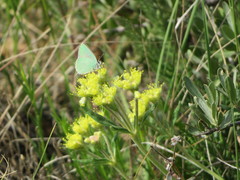 Callophrys affinis
