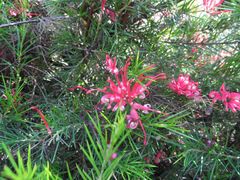 Grevillea