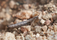 Litaneutria pacifica