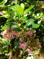 Escalloniales