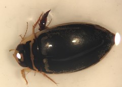 Thermonectus basillaris