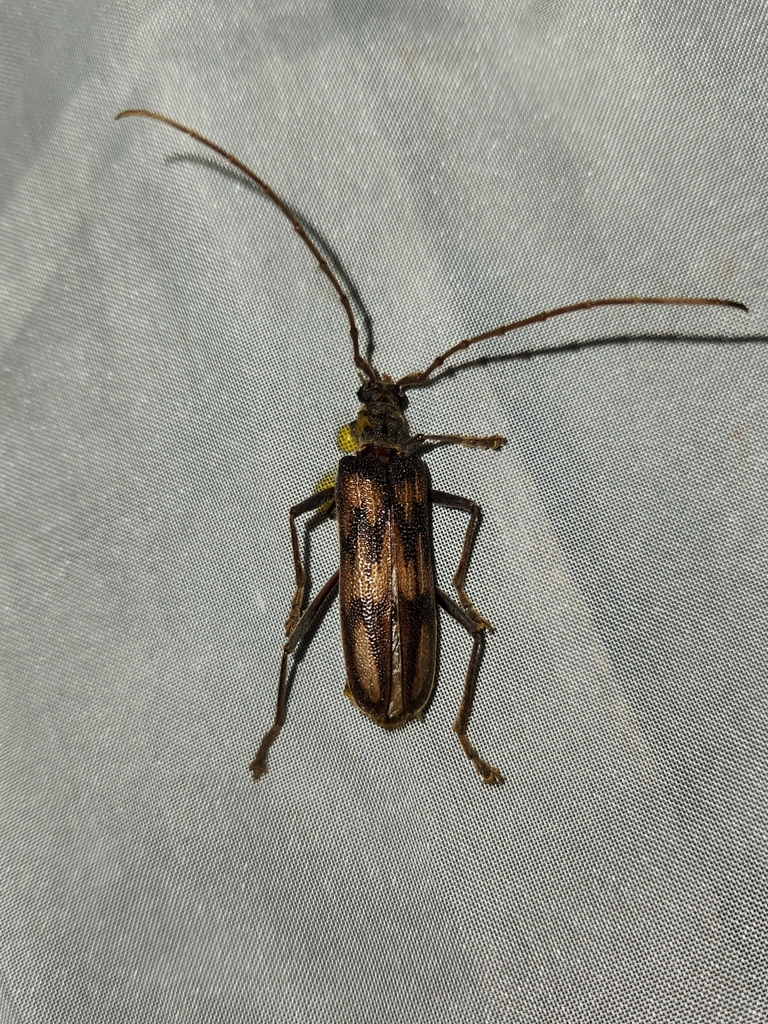 Phoracantha complicata