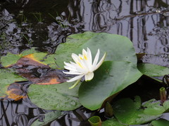 Nymphaea odorata odorata