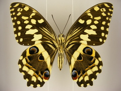 Papilio demodocus demodocus