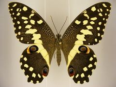 Papilio demodocus demodocus