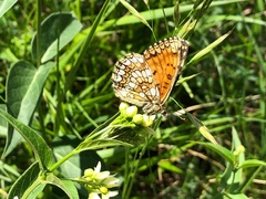 Melitaea celadussa