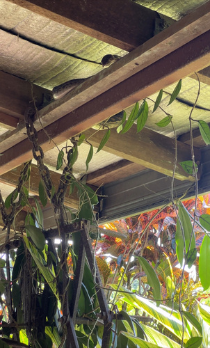 Australian Scrub Python sighting