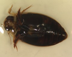 Thermonectus basillaris