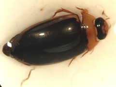 Hydaticus bimarginatus
