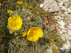 Papaver alpinum