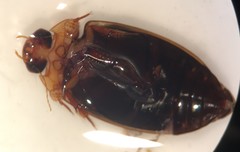 Hydaticus bimarginatus