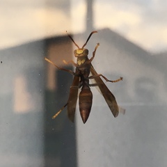 Polistes simillimus
