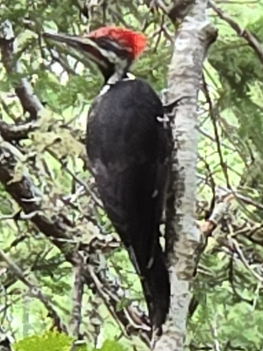 Pileated Woodpecker photographed in Maine