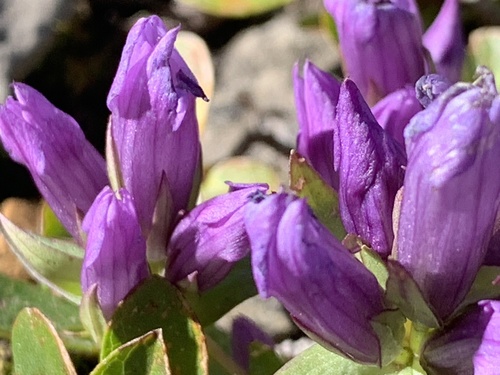 Image of Gentianella propinqua by (c) scottj800, some rights reserved (CC BY)