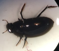 Tropisternus natator