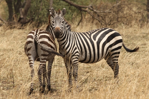 Equus quagga