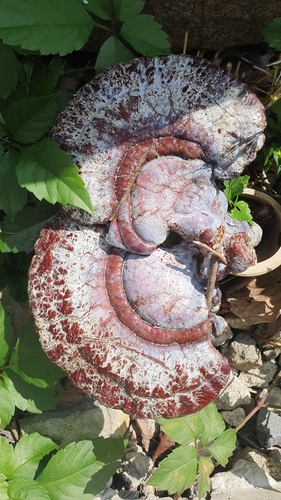 Ganoderma lucidum