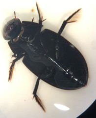 Tropisternus natator