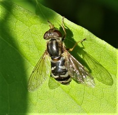 Anasimyia