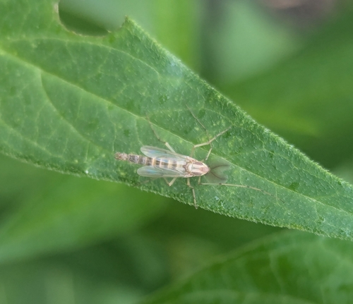 Thick-tailed Non-biting Midge photo 3