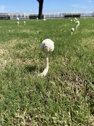 Agaricaceae