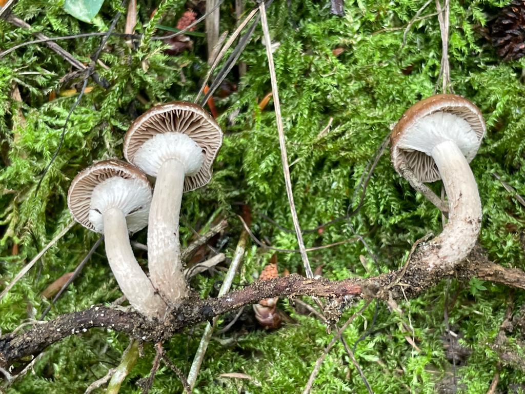 Cyclocybe sp. 'IN01'