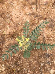 Astragalus oxyphysus