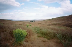 Astragalus oxyphysus
