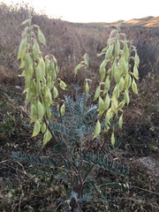 Astragalus oxyphysus