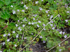 Clinopodium nubigenum